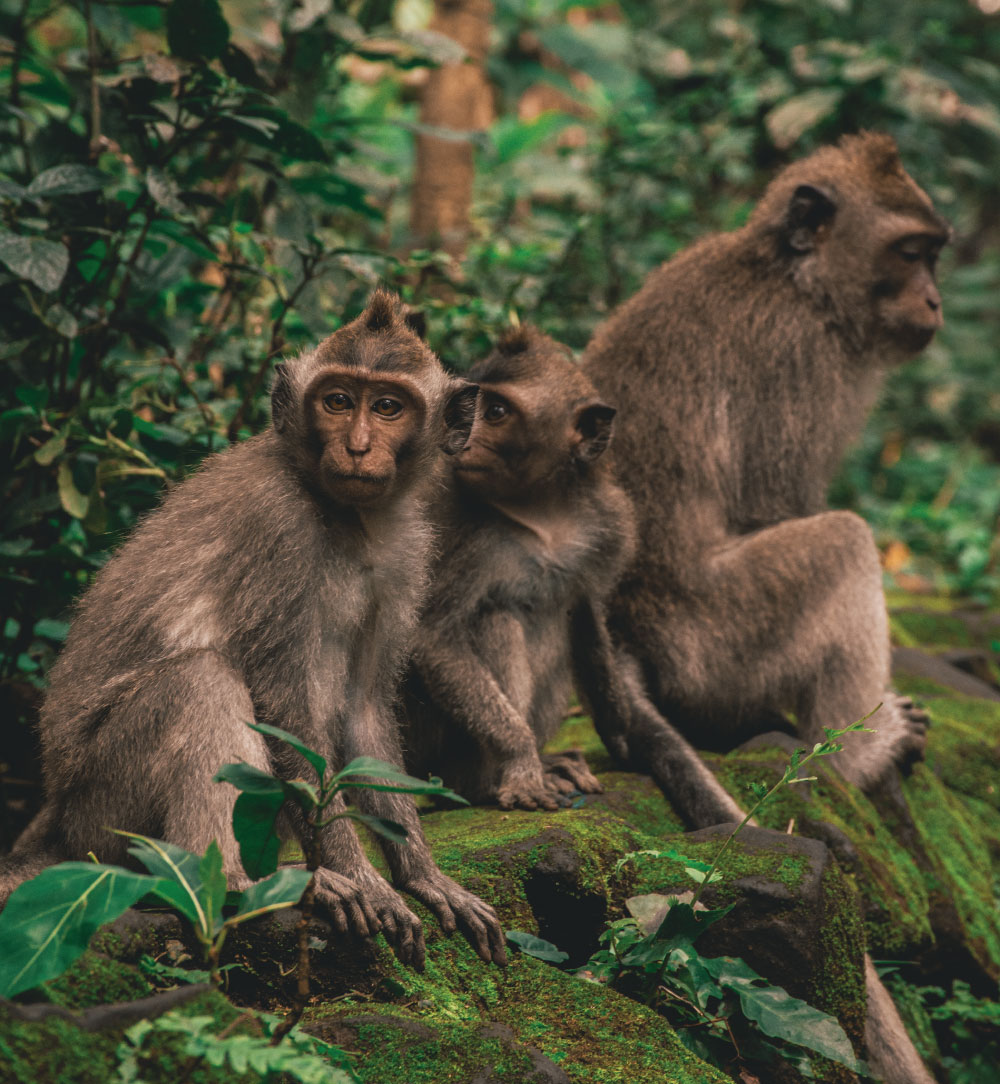 100 Monos para cambiar el Mundo