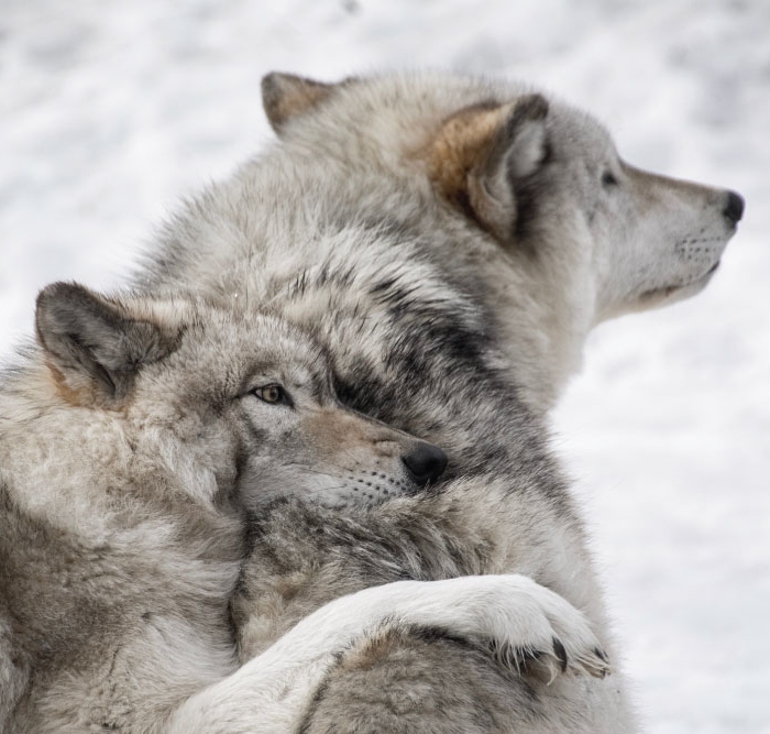 ¿Por qué lobos?